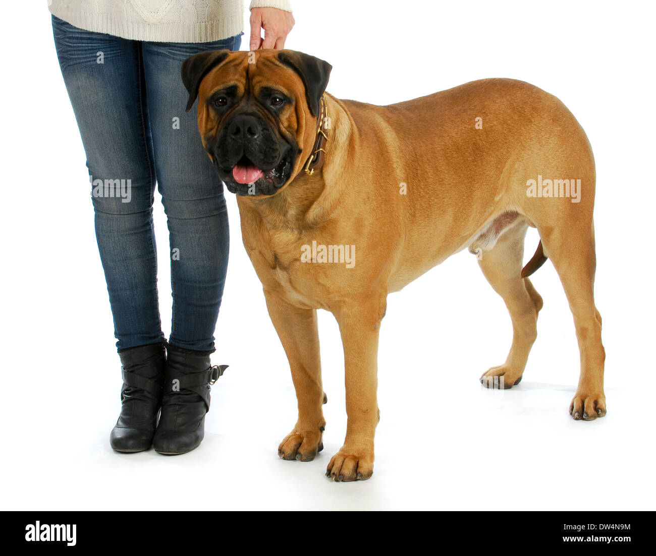 Femme avec gros chien - femme tenant le collier de l'bull mastiff isolé sur fond blanc Banque D'Images