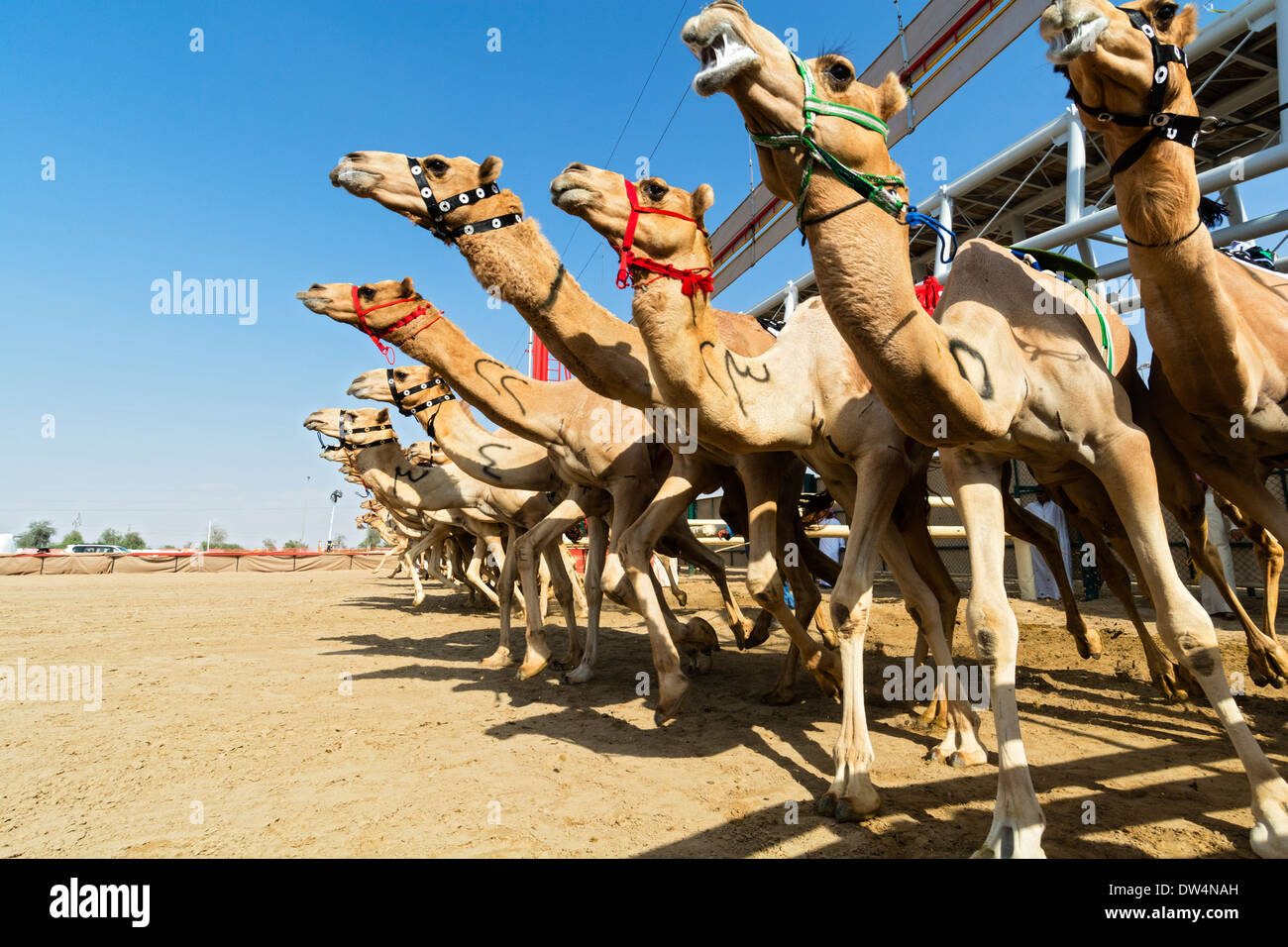 Début de course de chameaux à Al Marmoum hippodrome à Dubaï Émirats Arabes Unis Banque D'Images