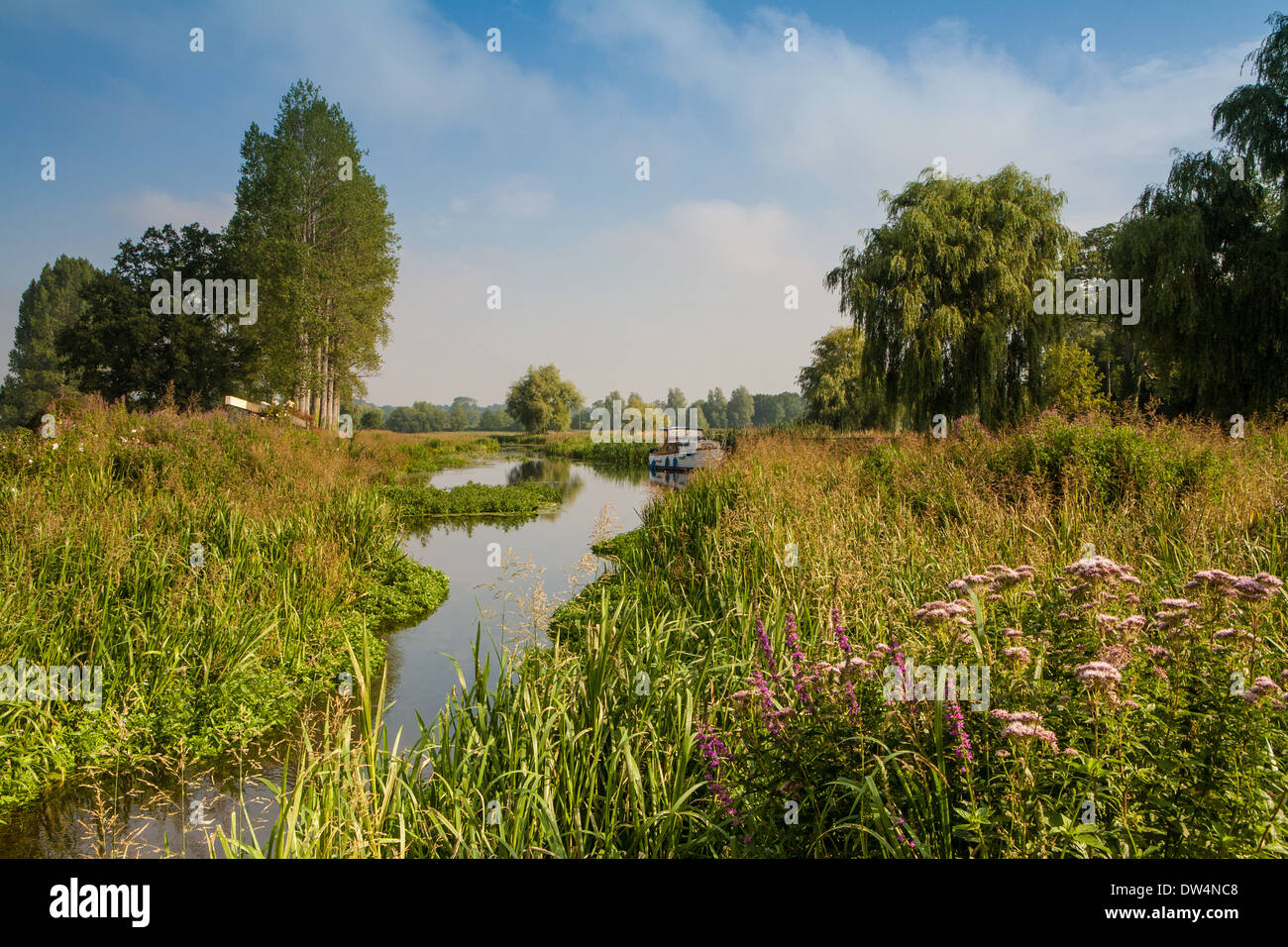 River, Bintree Wensum, Norfolk UK Banque D'Images