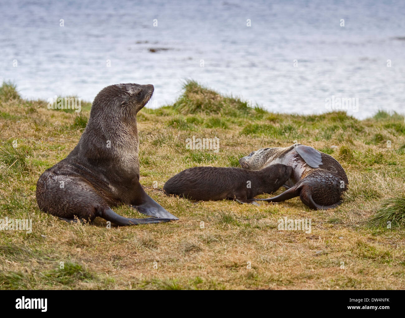 Les Otaries à fourrure de l'Antarctique et Pup (Arctocephalus gazella), Grytviken Harbour, la Géorgie du Sud Banque D'Images