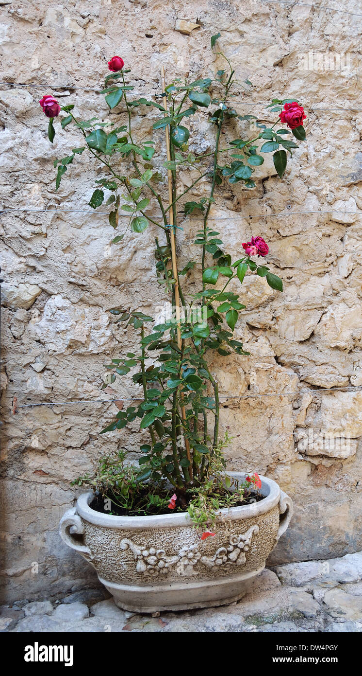 Rose en vase en pierre ancienne Banque D'Images