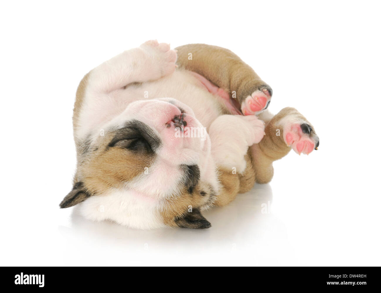 À l'envers - chiot mignon chiot bouledogue anglais à l'envers - 3 semaines Banque D'Images