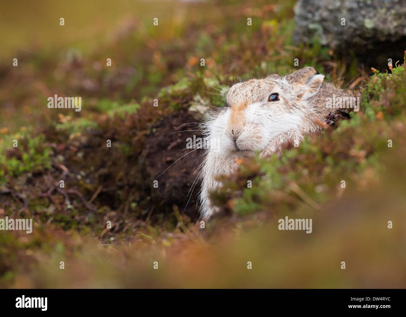 Lièvre variable (Lepus timidus) en pelage d'hiver blanc, Highlands, Scotland, UK Banque D'Images