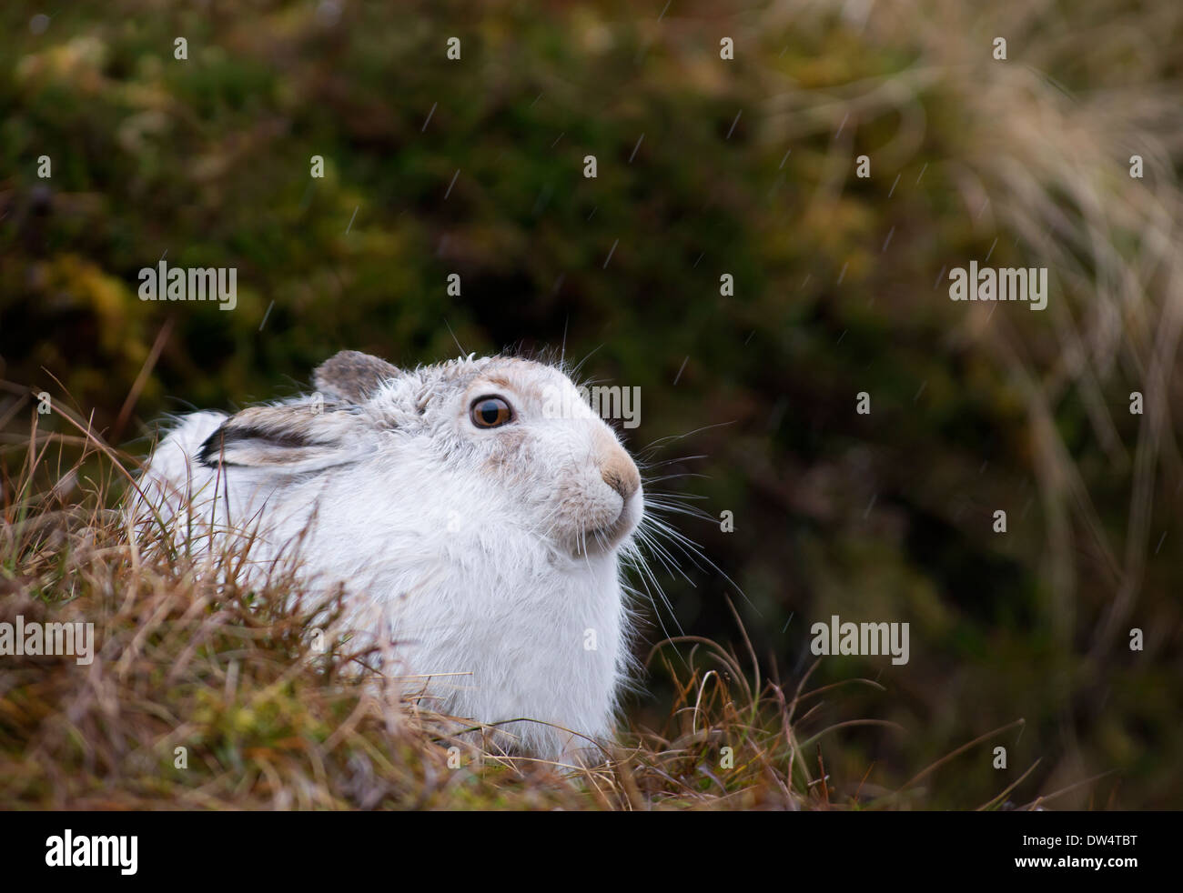 Lièvre variable (Lepus timidus) en pelage d'hiver blanc, Highlands, Scotland, UK Banque D'Images
