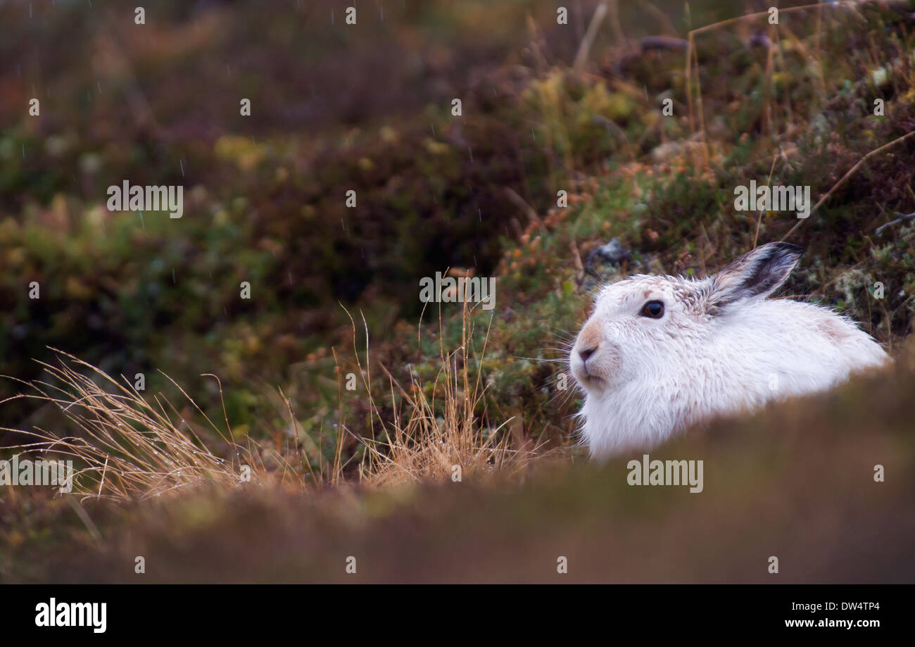 Lièvre variable (Lepus timidus) en pelage d'hiver blanc, Highlands, Scotland, UK Banque D'Images