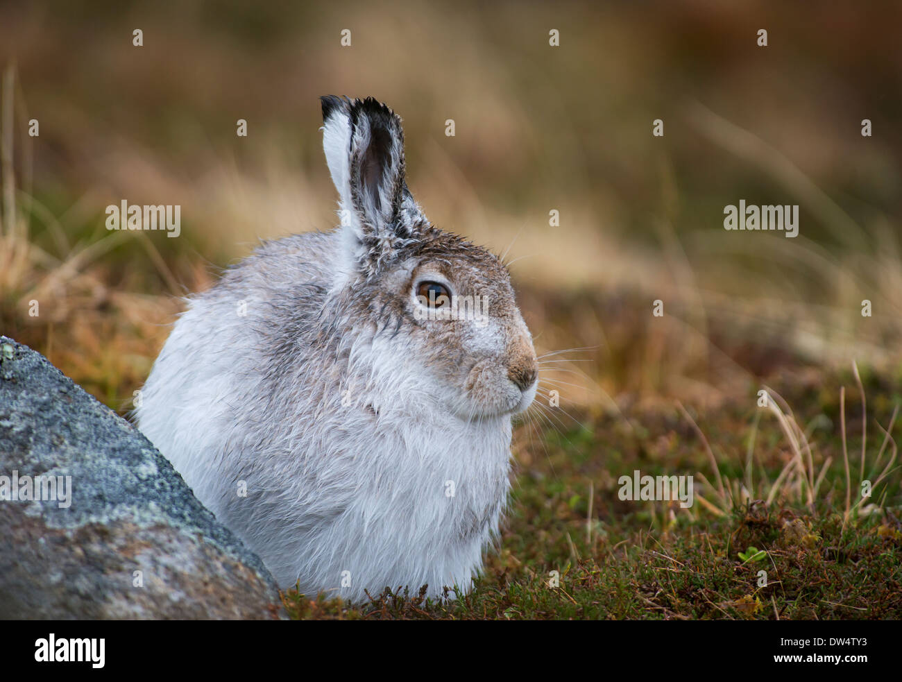 Lièvre variable (Lepus timidus) en pelage d'hiver blanc, Highlands, Scotland, UK Banque D'Images