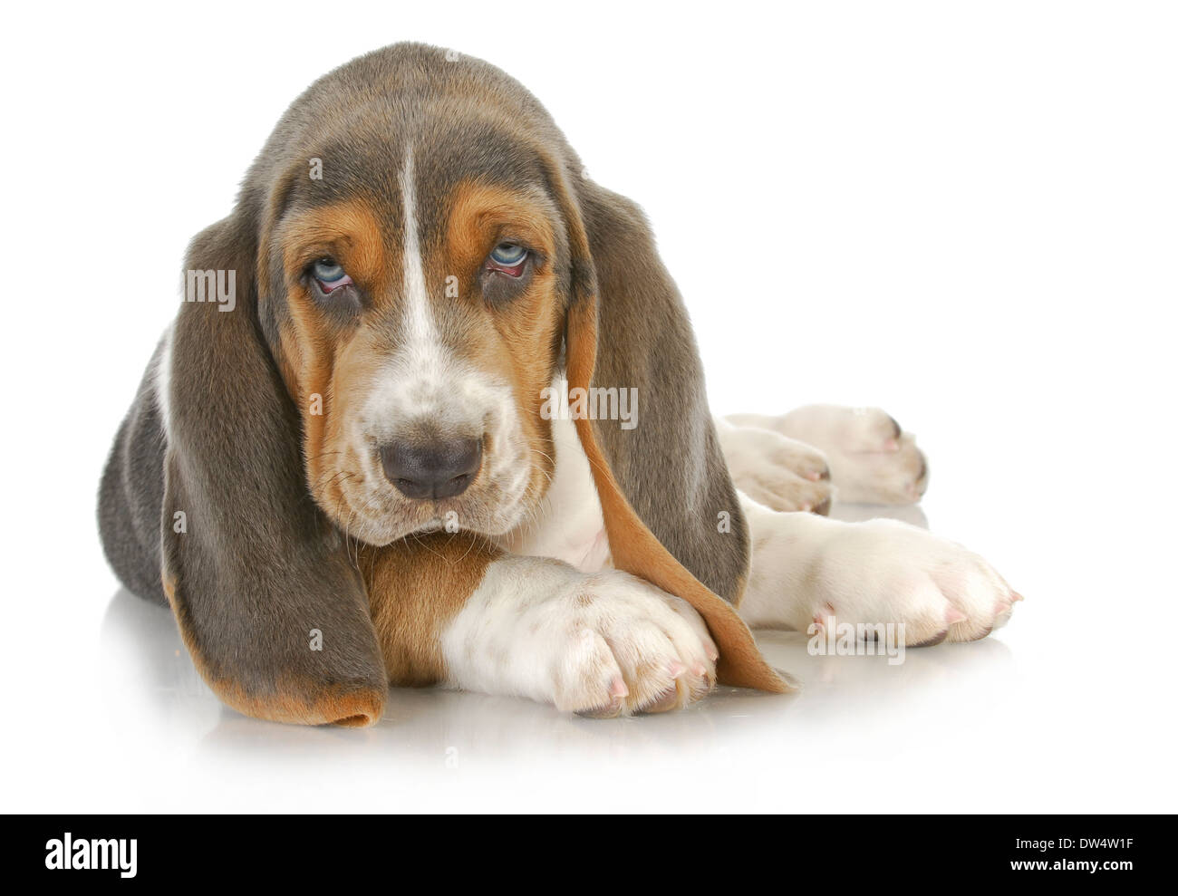 Chiot basset hound fixant à la visionneuse à Banque D'Images