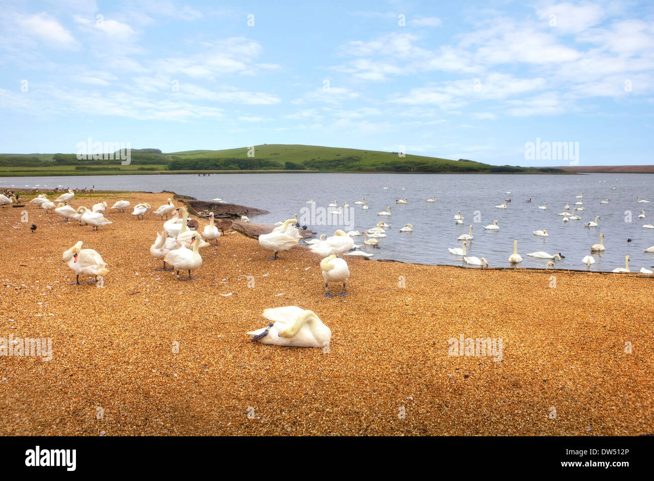 Abbotsbury Swannery Dorset Banque D'Images