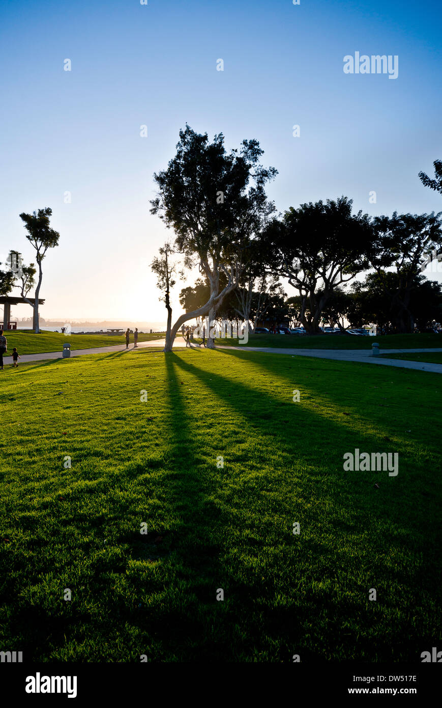L'arbre crée une ombre dans l'herbe au coucher du soleil à San Diego. Banque D'Images
