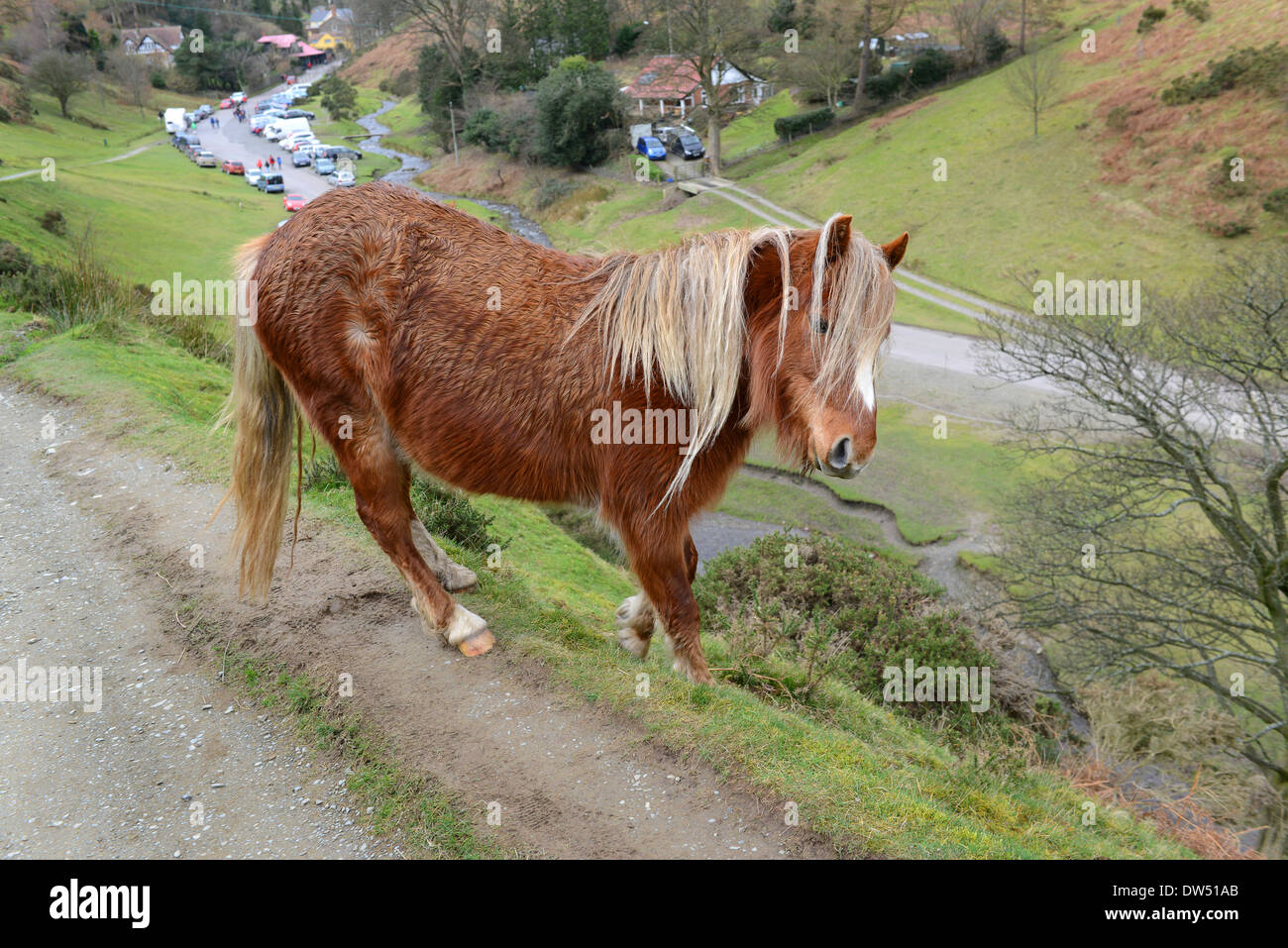 Chevaux sauvages sauvages à la vallée de moulin à carder sur le long Mynd dans Shropshire England Uk. Poney poneys sur les terres en fiducie . Banque D'Images