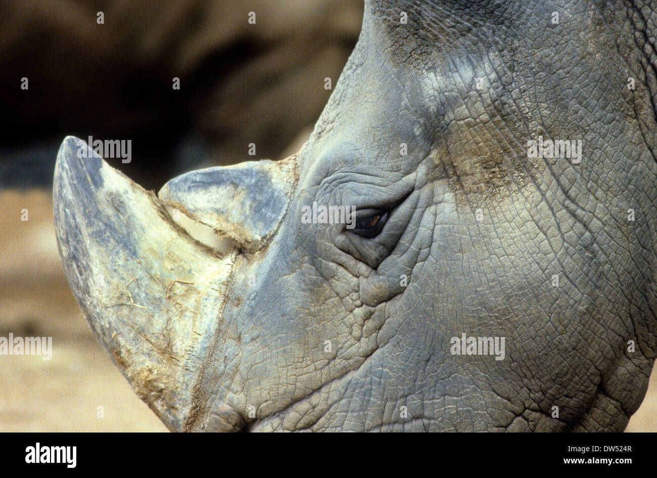 Rhinoceros Rhino avec corne en captivité Uk Banque D'Images