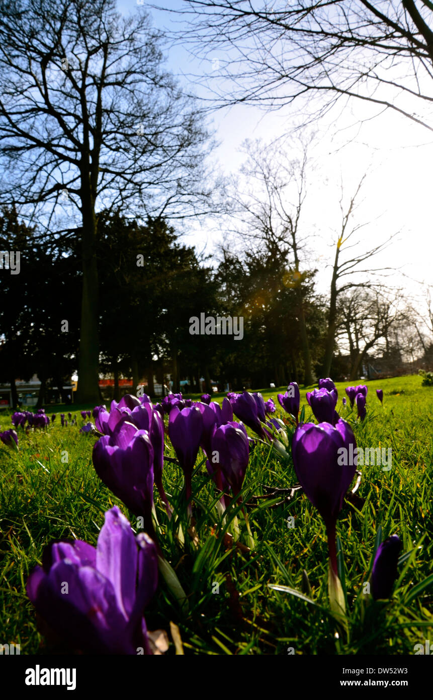 Les premiers instants de printemps Banque D'Images