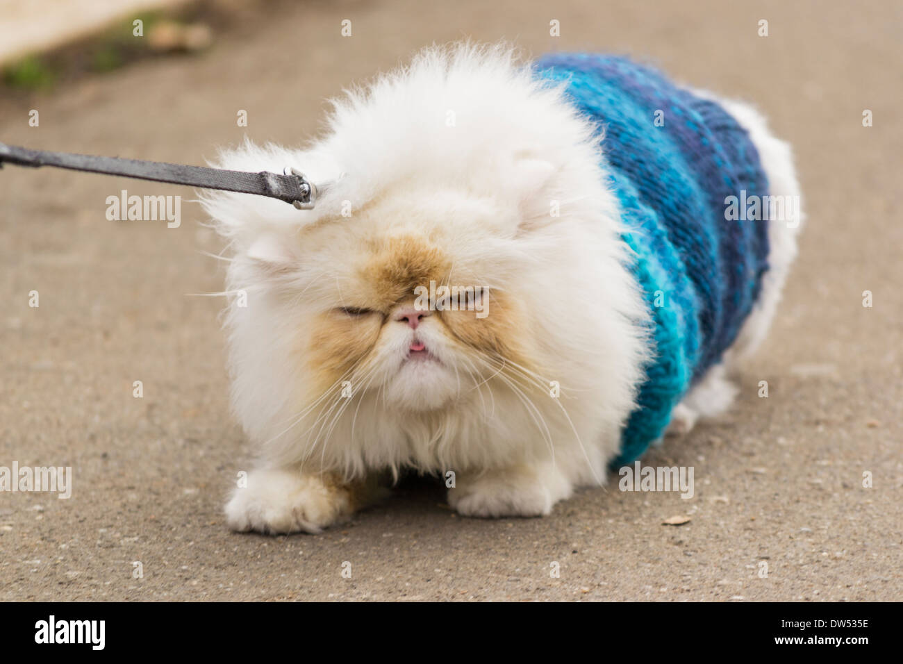 Himalayan cat chat persan, refusant de se déplacer Banque D'Images