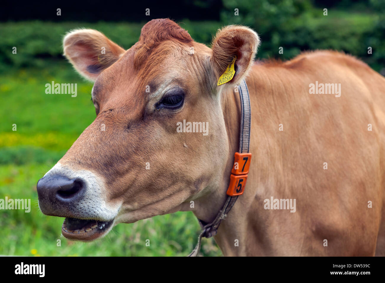 Bovins Jersey Jersey cow Banque D'Images