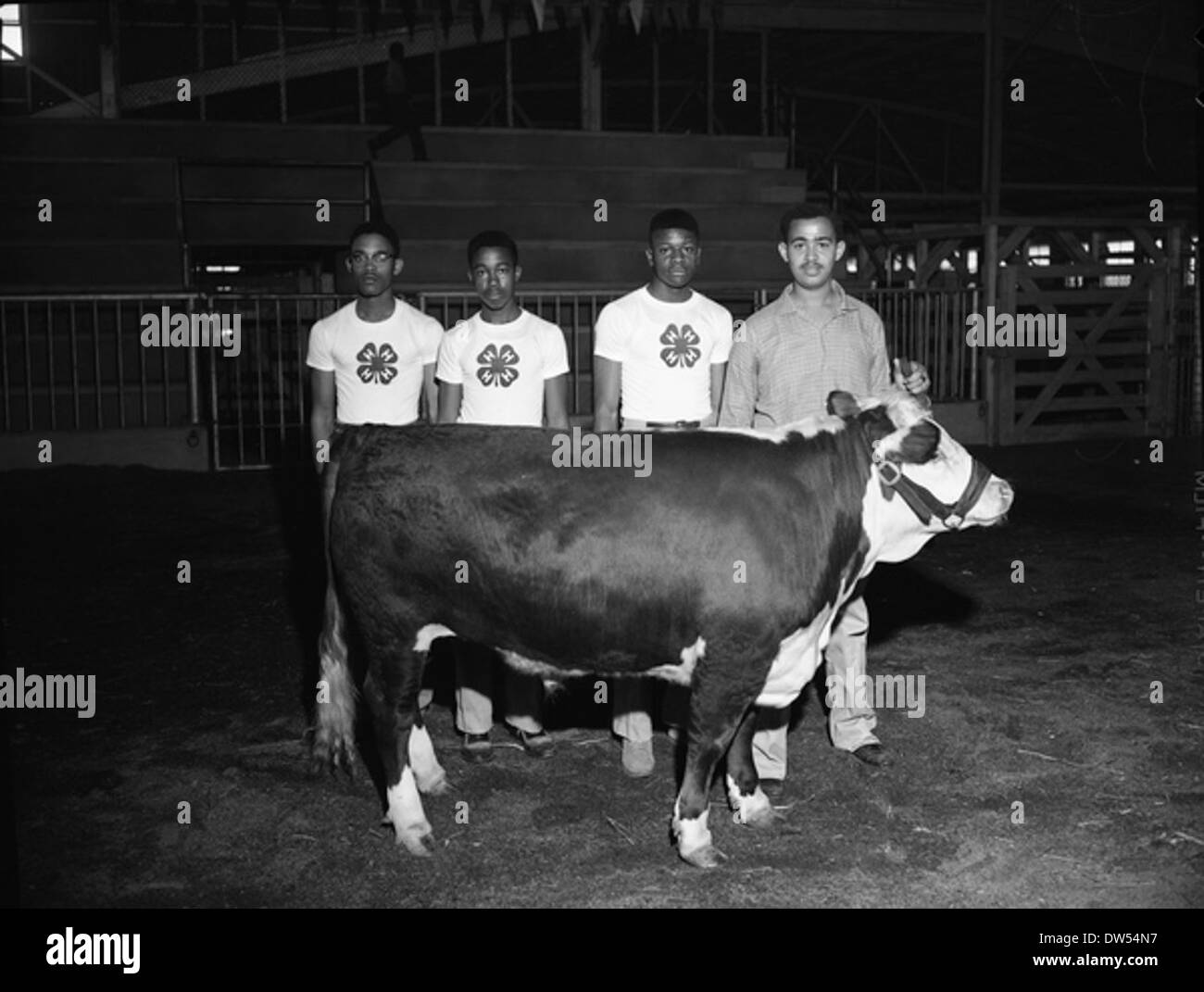 Le premier finisseur à la 13e vente et exposition annuelle de bétail gras à Quincy, en Floride, est montré avec leur bétail. L’événement fait partie de la contribution des clubs 4-H à l’éducation agricole. Banque D'Images