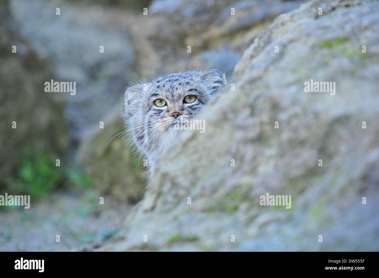 Le chat de Pallas (Otocolobus manul) Banque D'Images