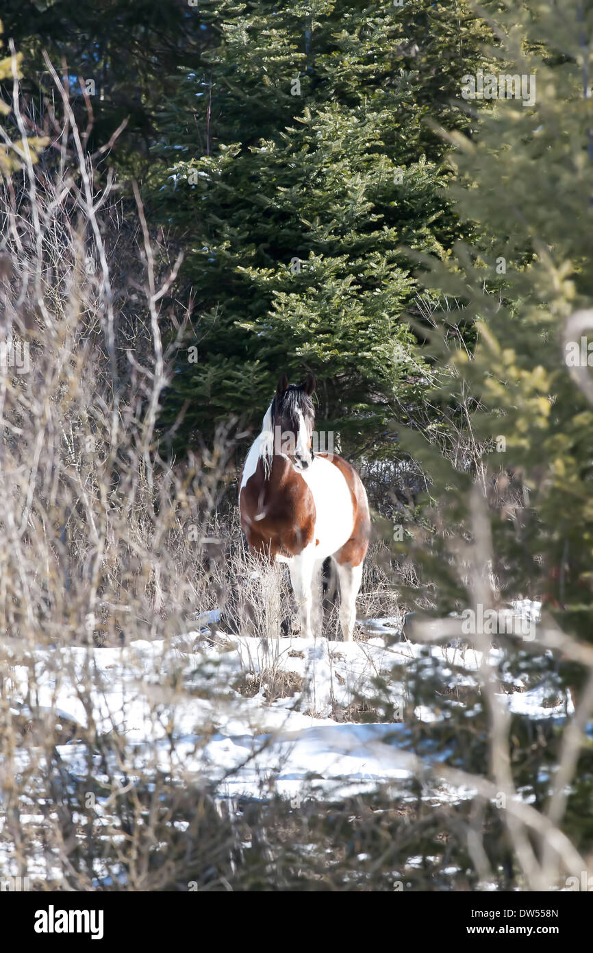 Majestic cheval en hiver. Banque D'Images