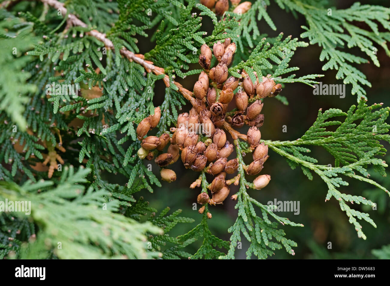 Arbovitae de l'Est (Thuja occidentalis) Banque D'Images