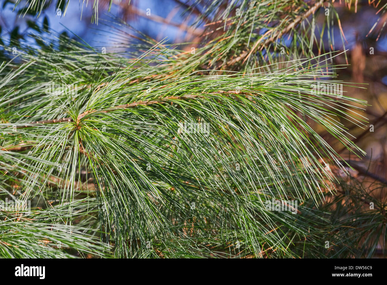 Le pin blanc (Pinus strobus) Banque D'Images