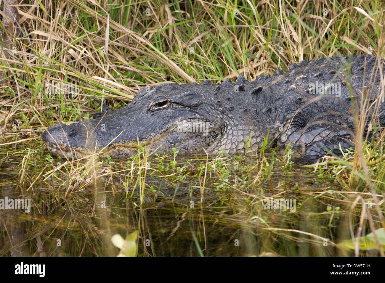 En Alligator le marais, le Parc National des Everglades Banque D'Images