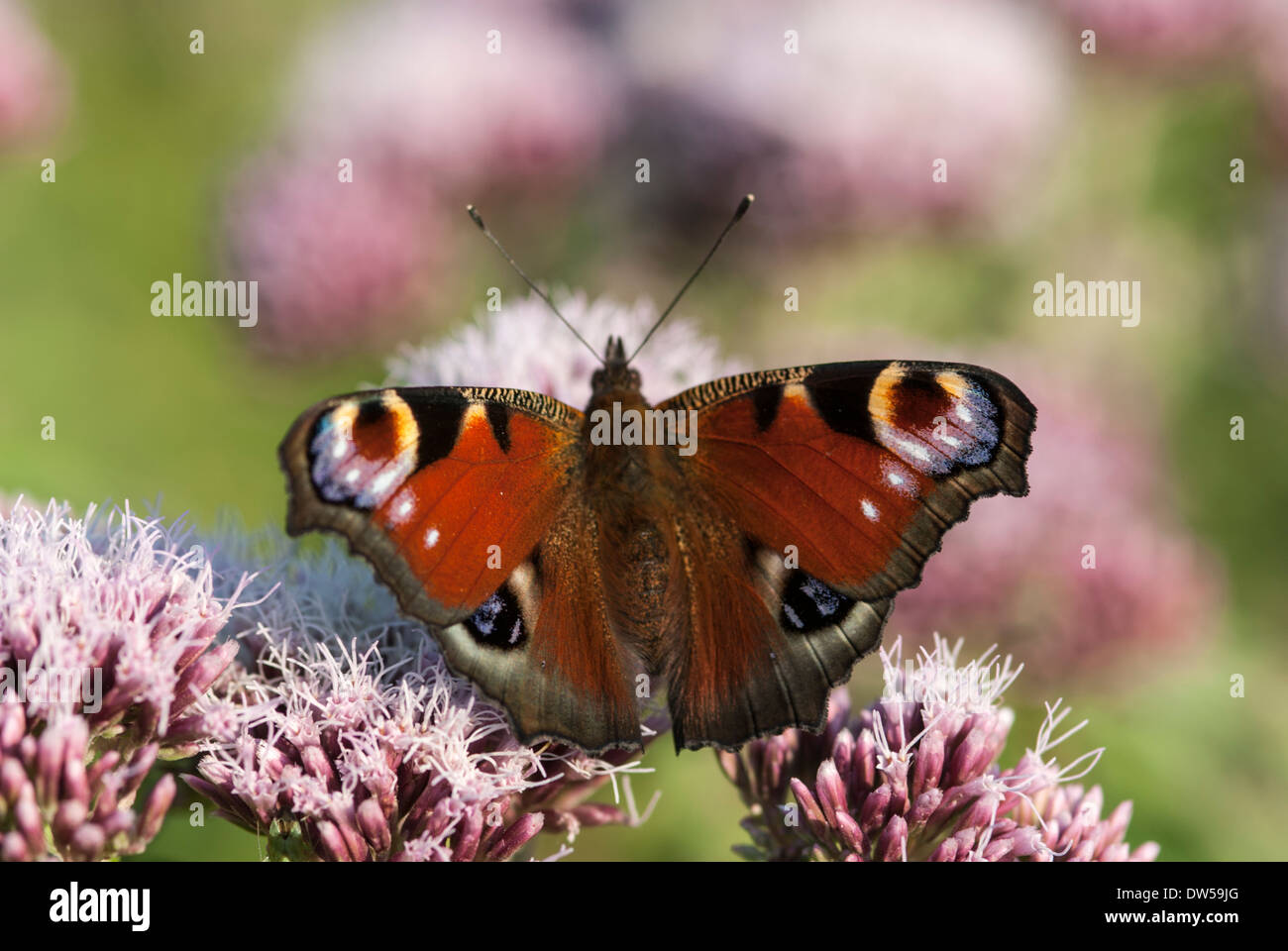 Peacock butterfly, Inachis io Banque D'Images
