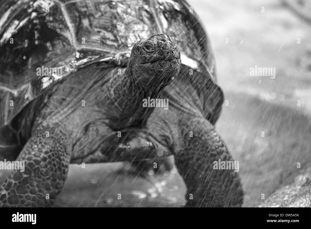 Tortue géante d'Aldabra Banque D'Images