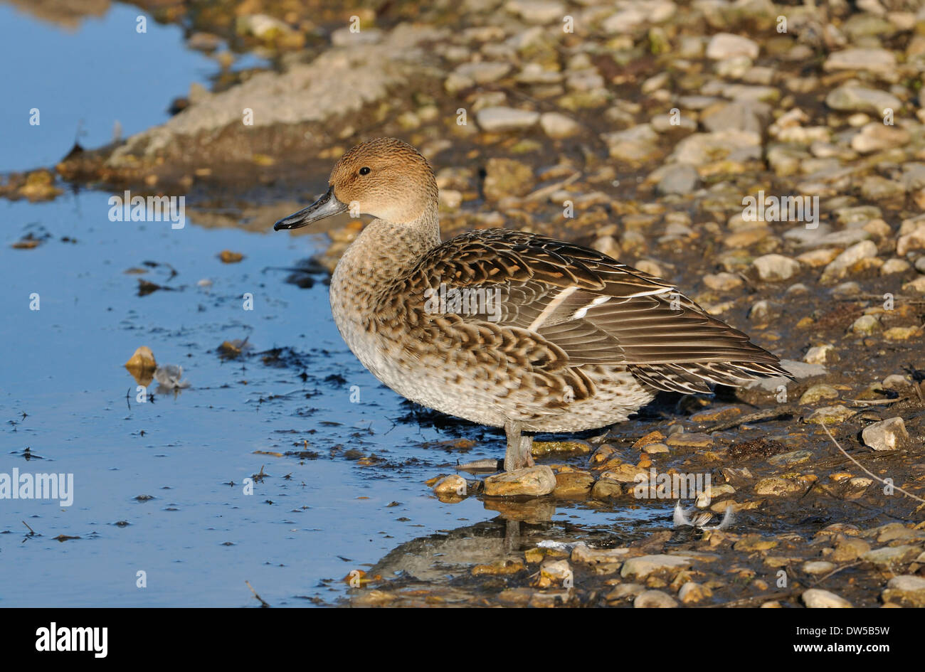 Canard pilet - Anas acuta canard femelle par l'eau Banque D'Images