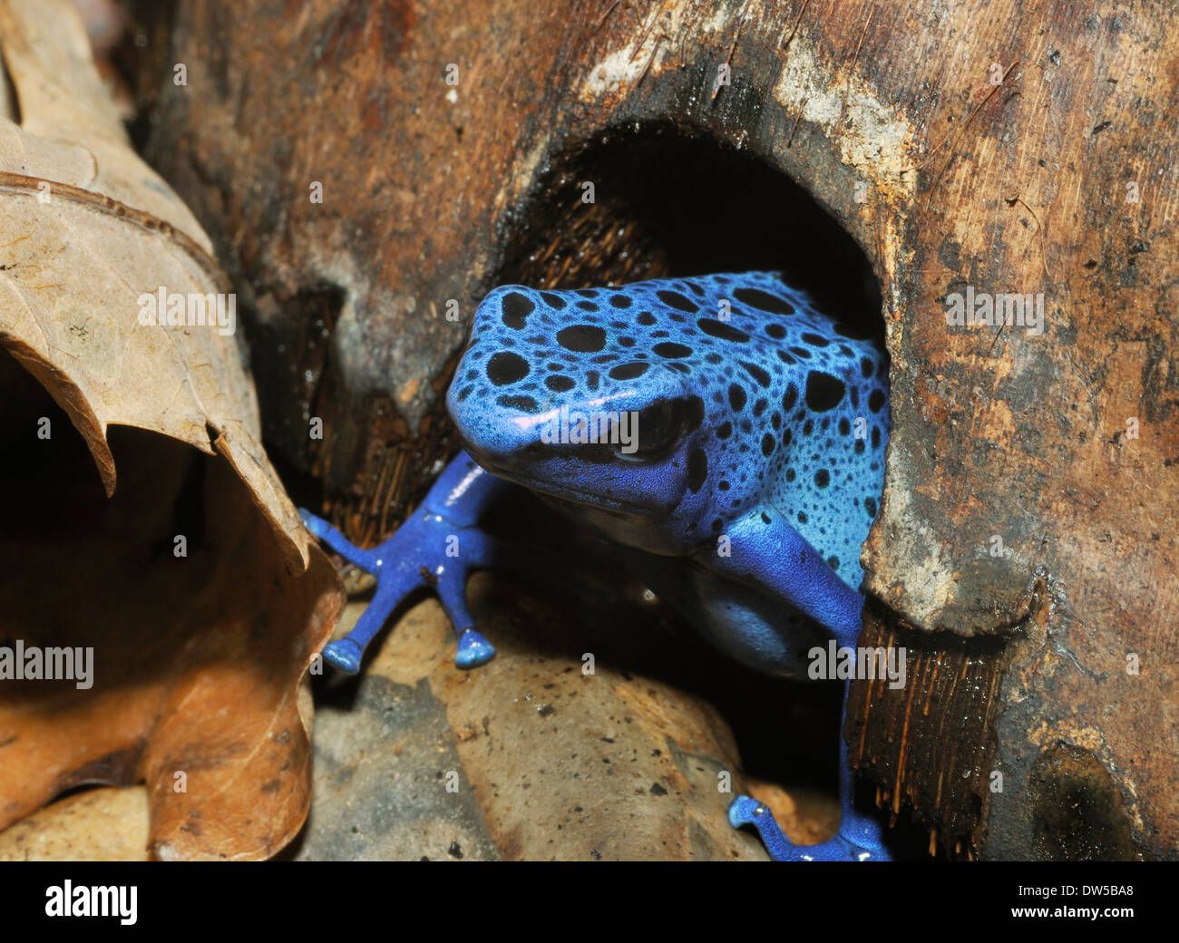 Blue Poison Frog - Dendrobates tinctorius azureus espèces rares du Surinam Banque D'Images