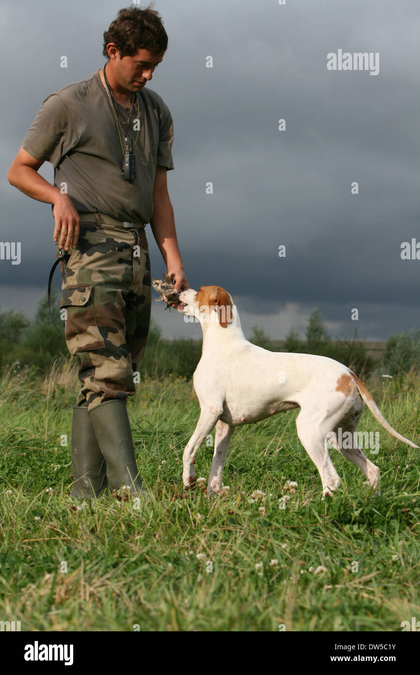 Chien Pointer Anglais adulte apporte une perdrix au chasseur