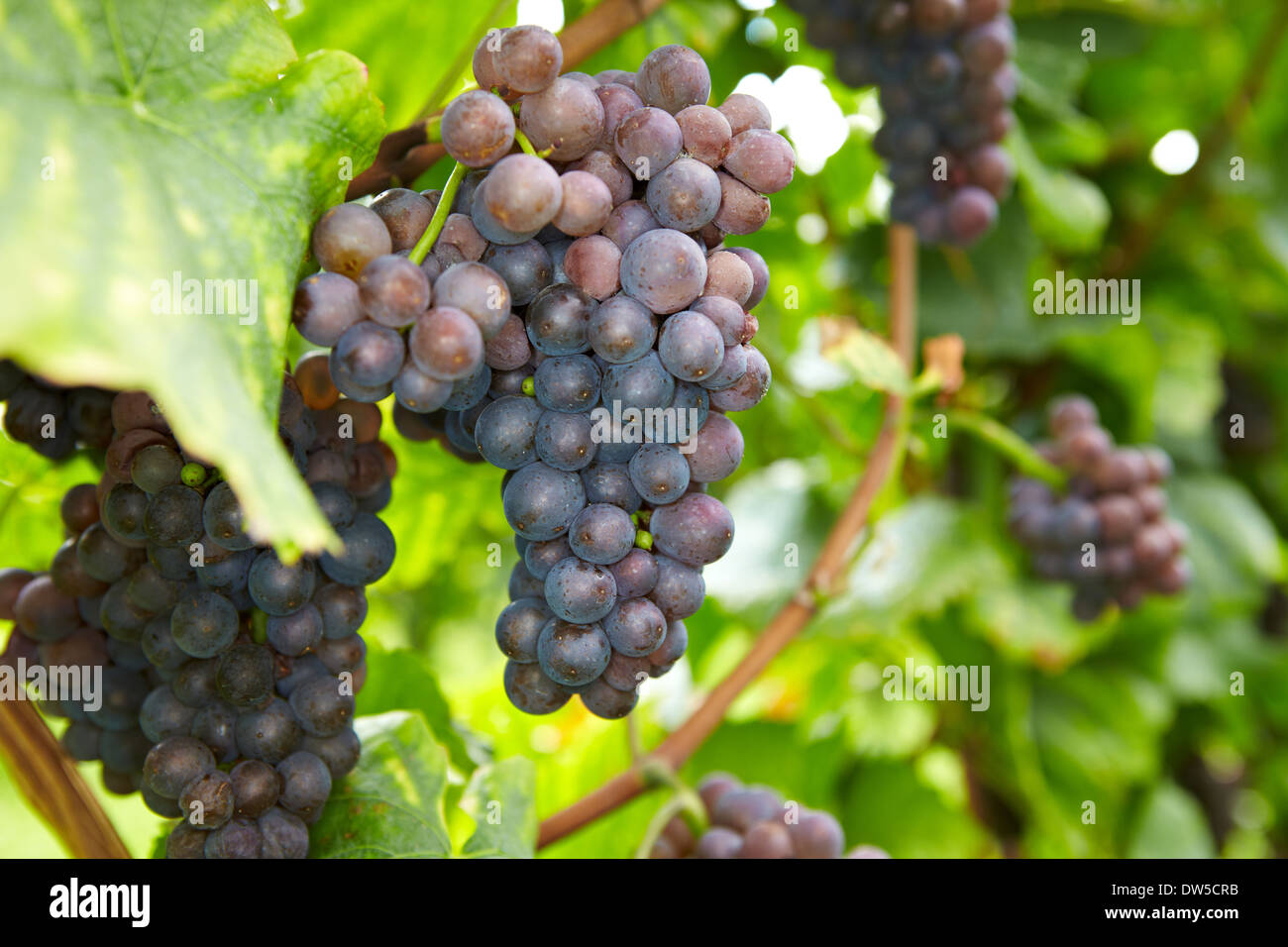 Raisins mûrs pour le vin rouge dans un vignoble en Allemagne Banque D'Images
