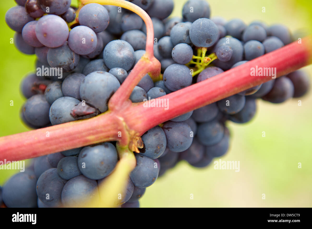 Gros plan du raisin vigne rouge mûr dans un vignoble Banque D'Images