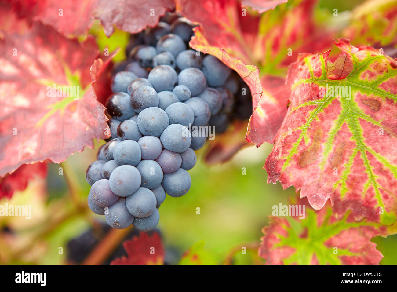 Raisins mûrs pour le vin rouge à l'automne en Allemagne Banque D'Images