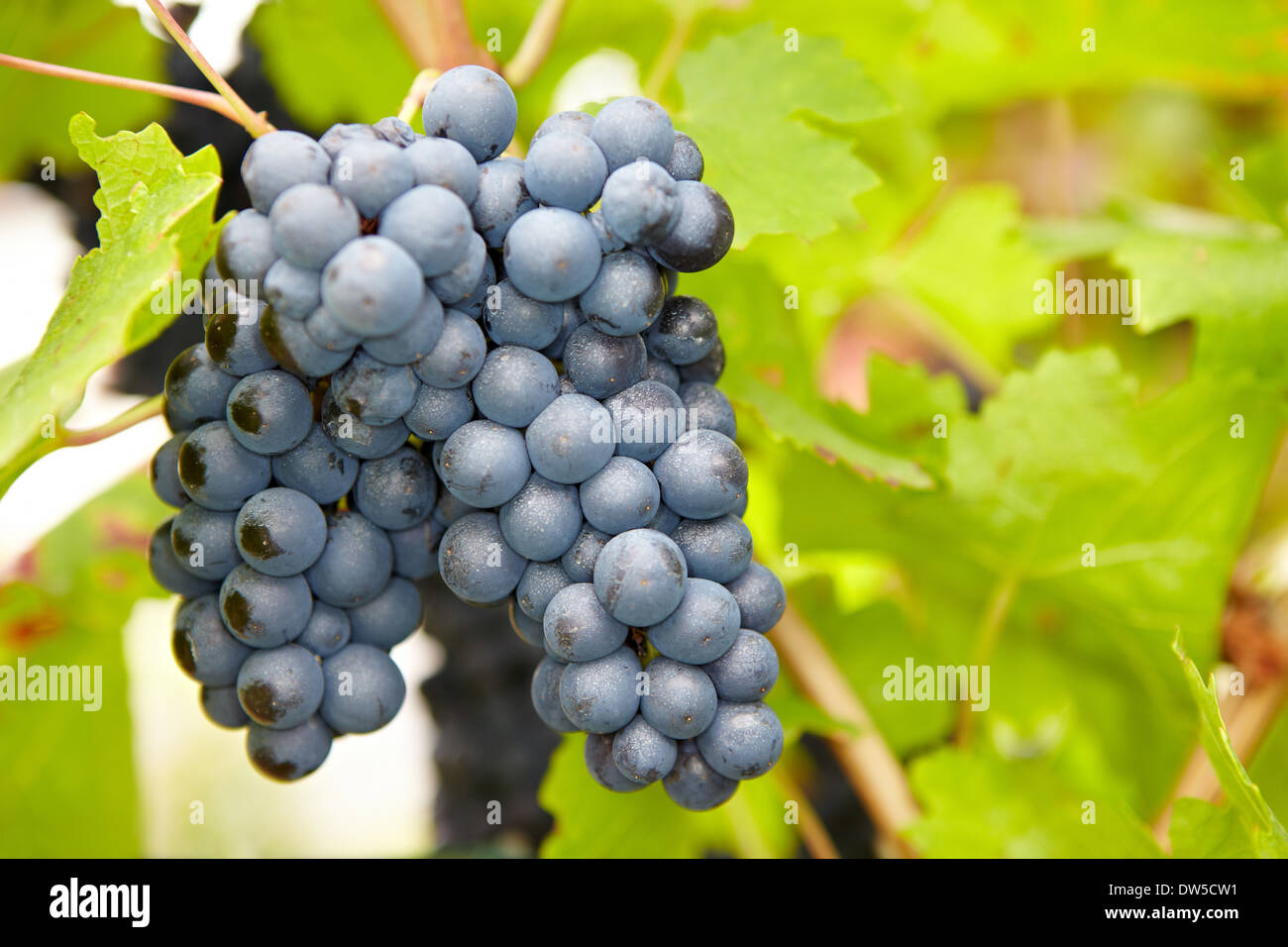 Les raisins de vin rouge mûr à l'automne en Allemagne Banque D'Images