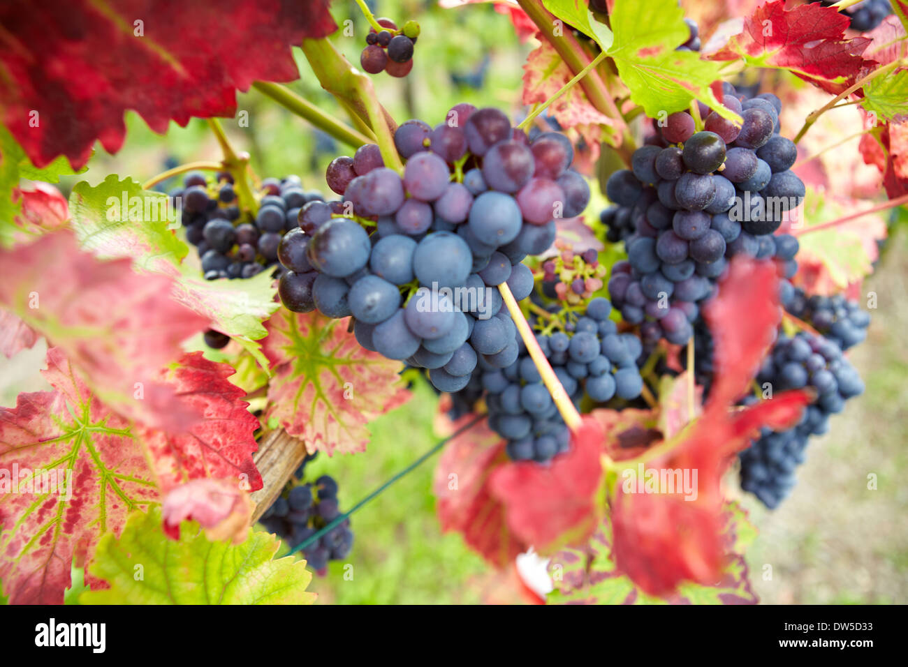 Les raisins de la vigne vigne rouge à l'automne en Allemagne Banque D'Images