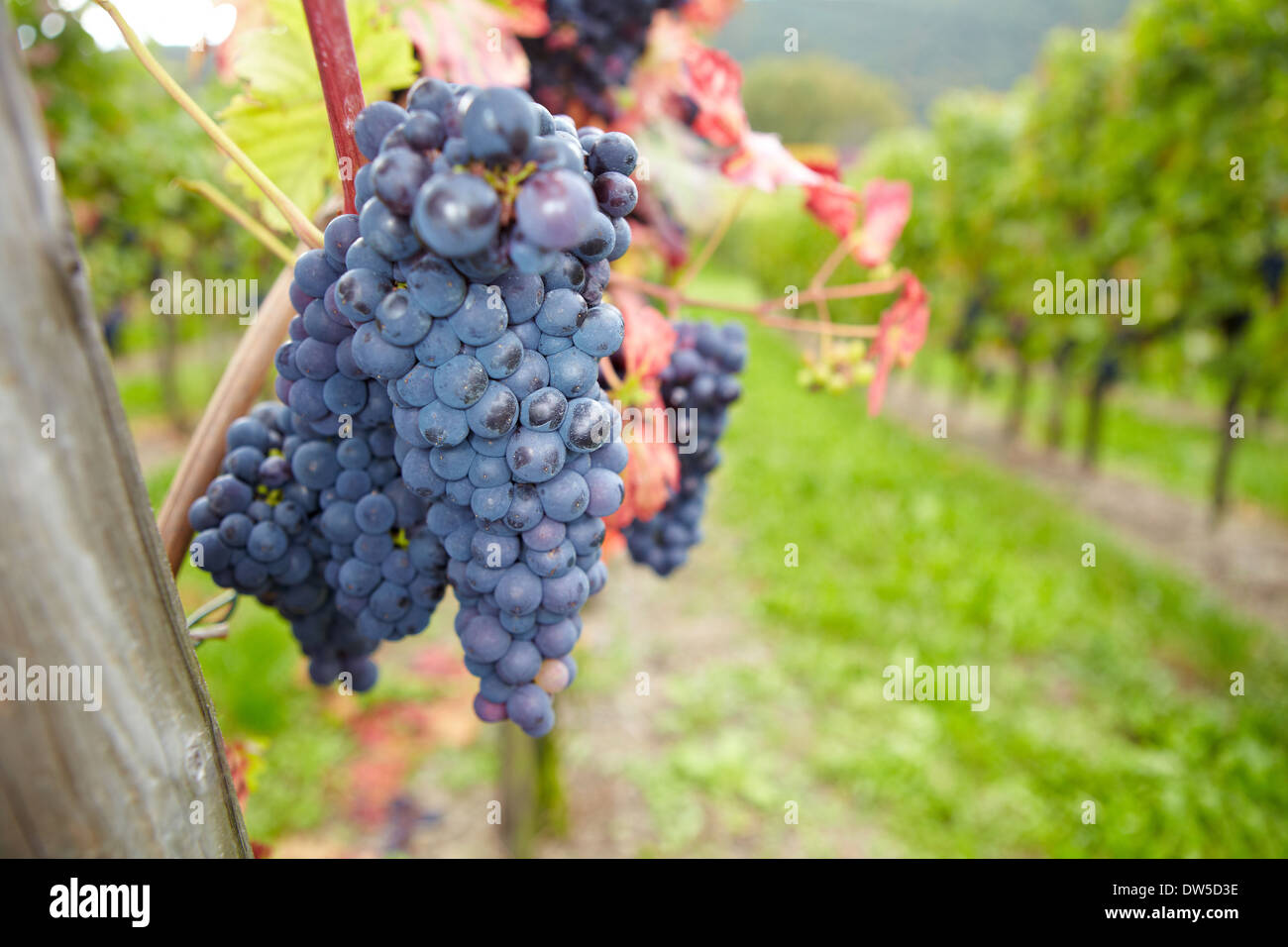 Vignoble avec raisins mûrs pour le vin rouge en Allemagne Banque D'Images
