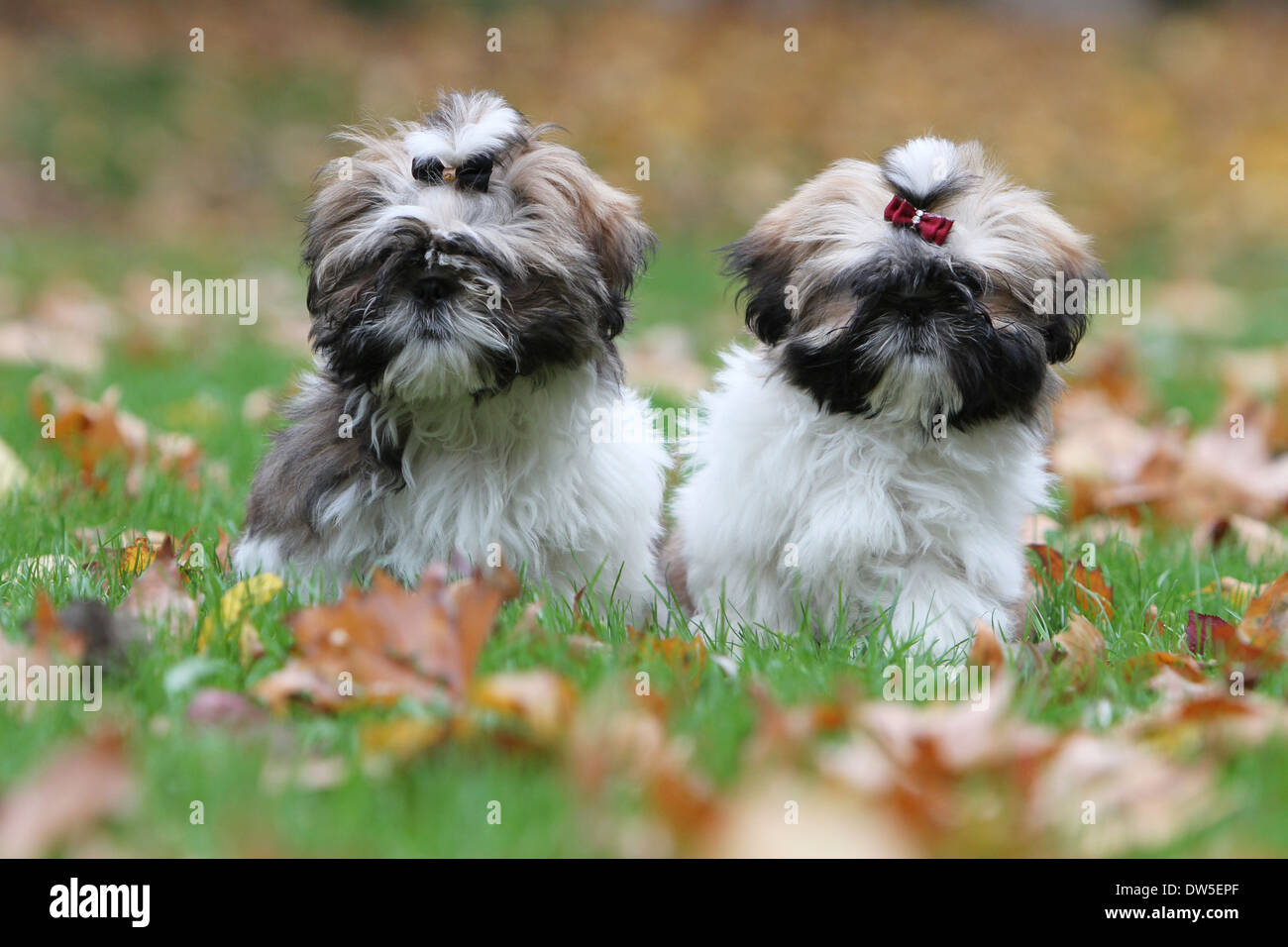 Shih Tzu chien / deux chiots assis dans un parc Banque D'Images