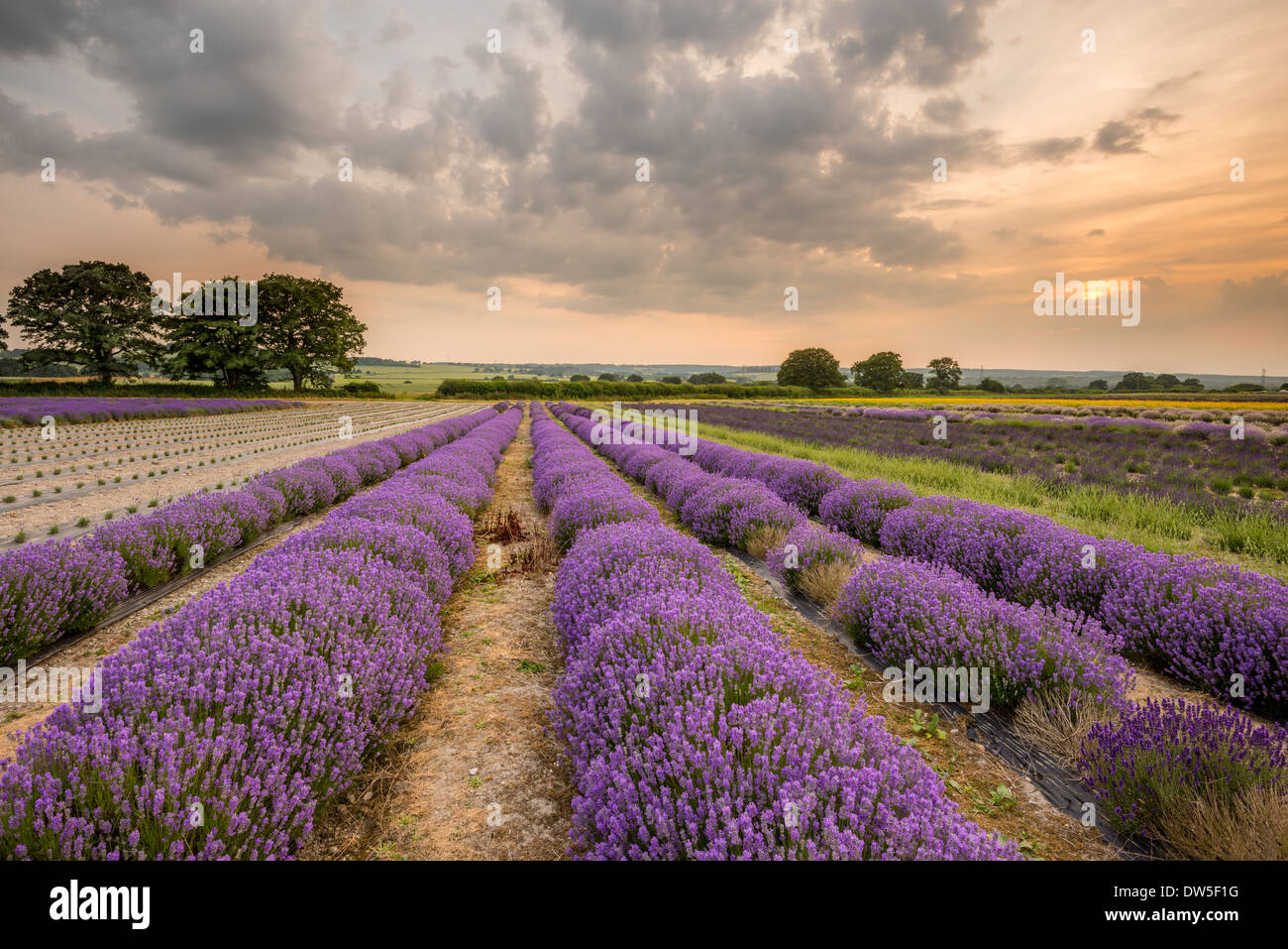 Lavender Farm Alton, Hampshire, Royaume-Uni Banque D'Images