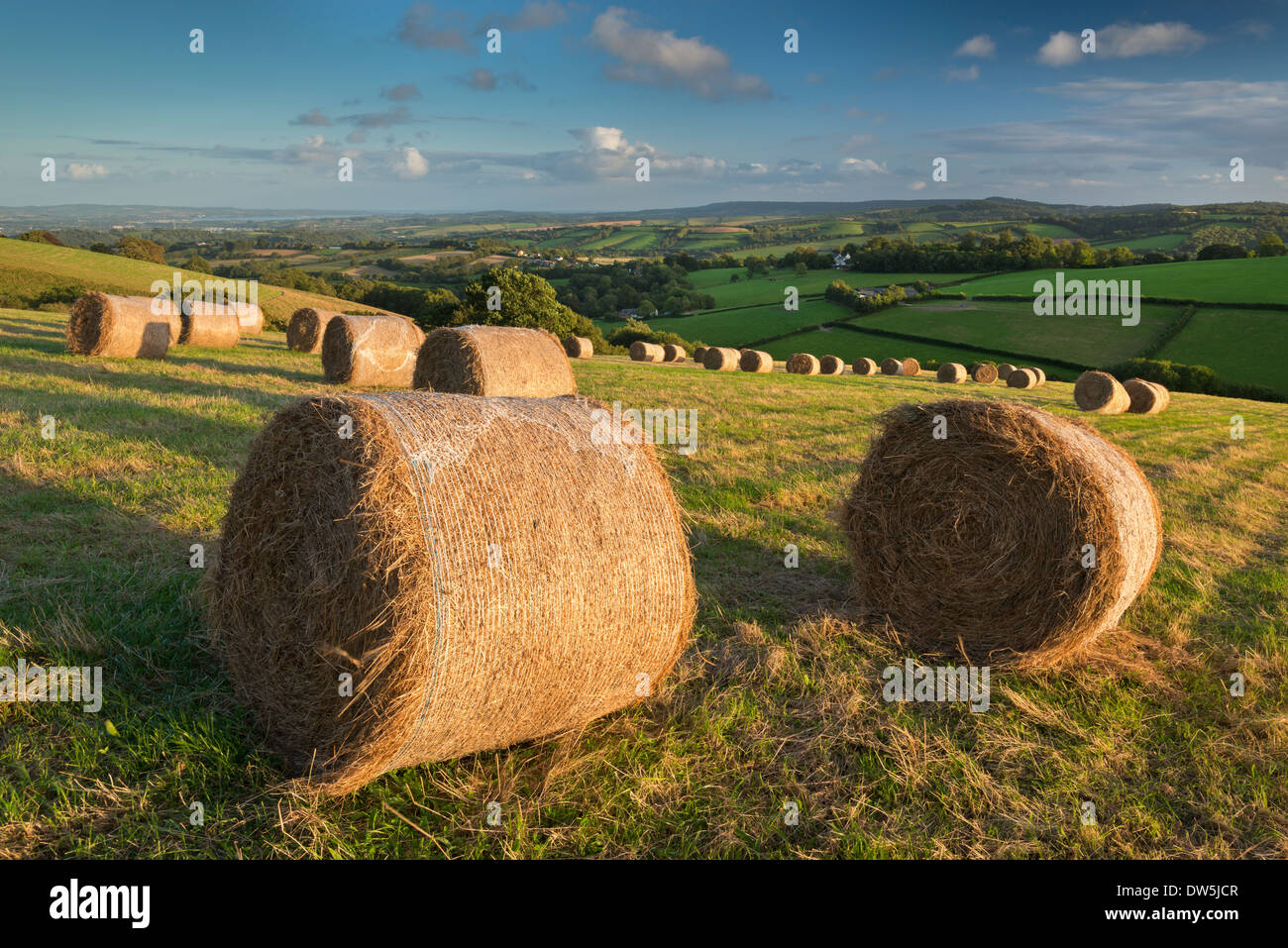 Bottes de foin dans les champs vallonnés de Mid Devon, Angleterre. L'automne (septembre) 2012. Banque D'Images