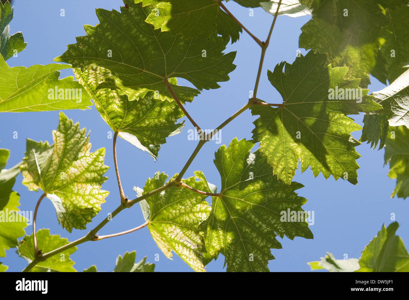 Les feuilles de vigne verte contre ciel bleu clair Banque D'Images