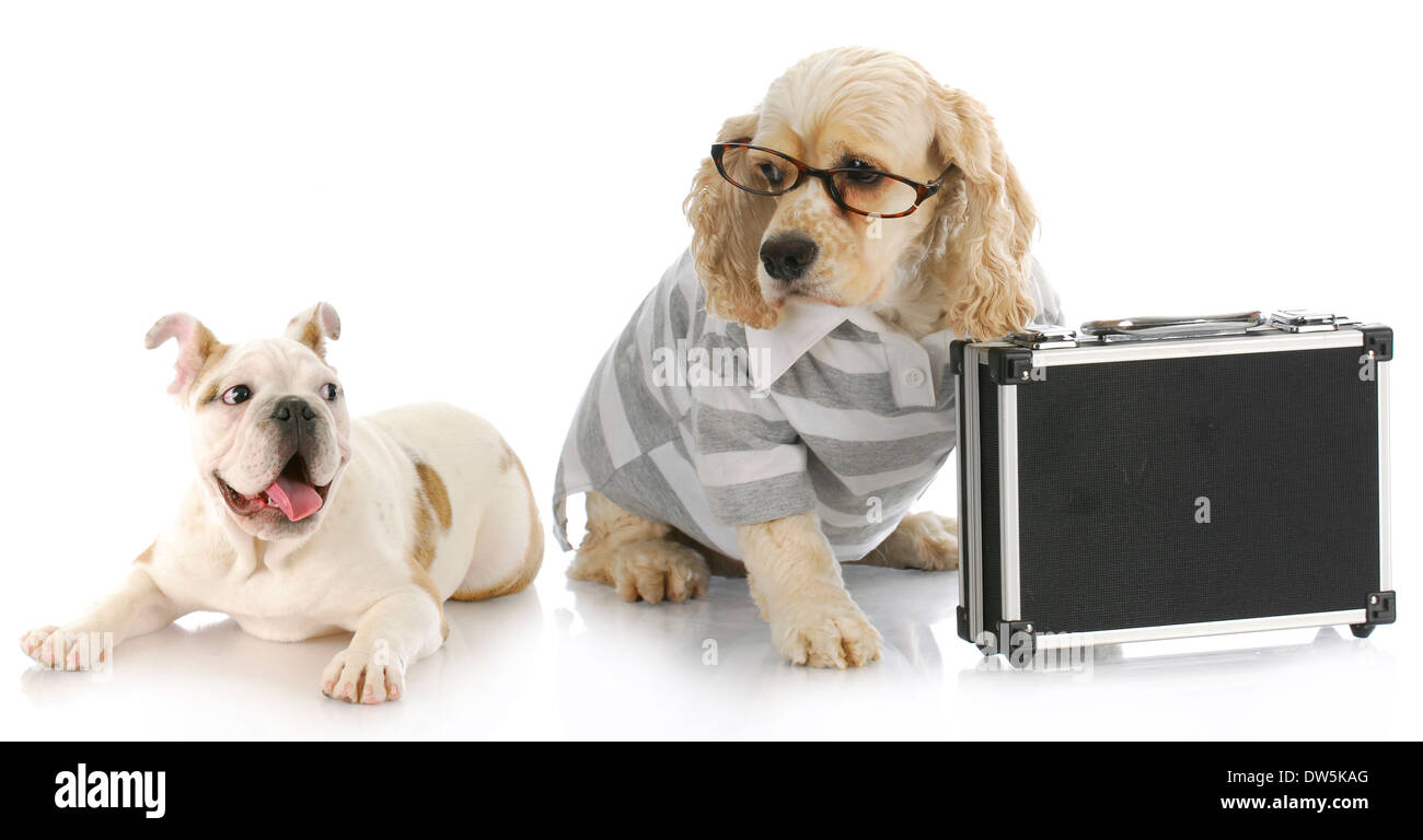 Affaire - chiot bulldog excité à la cocker à business man with briefcase Banque D'Images
