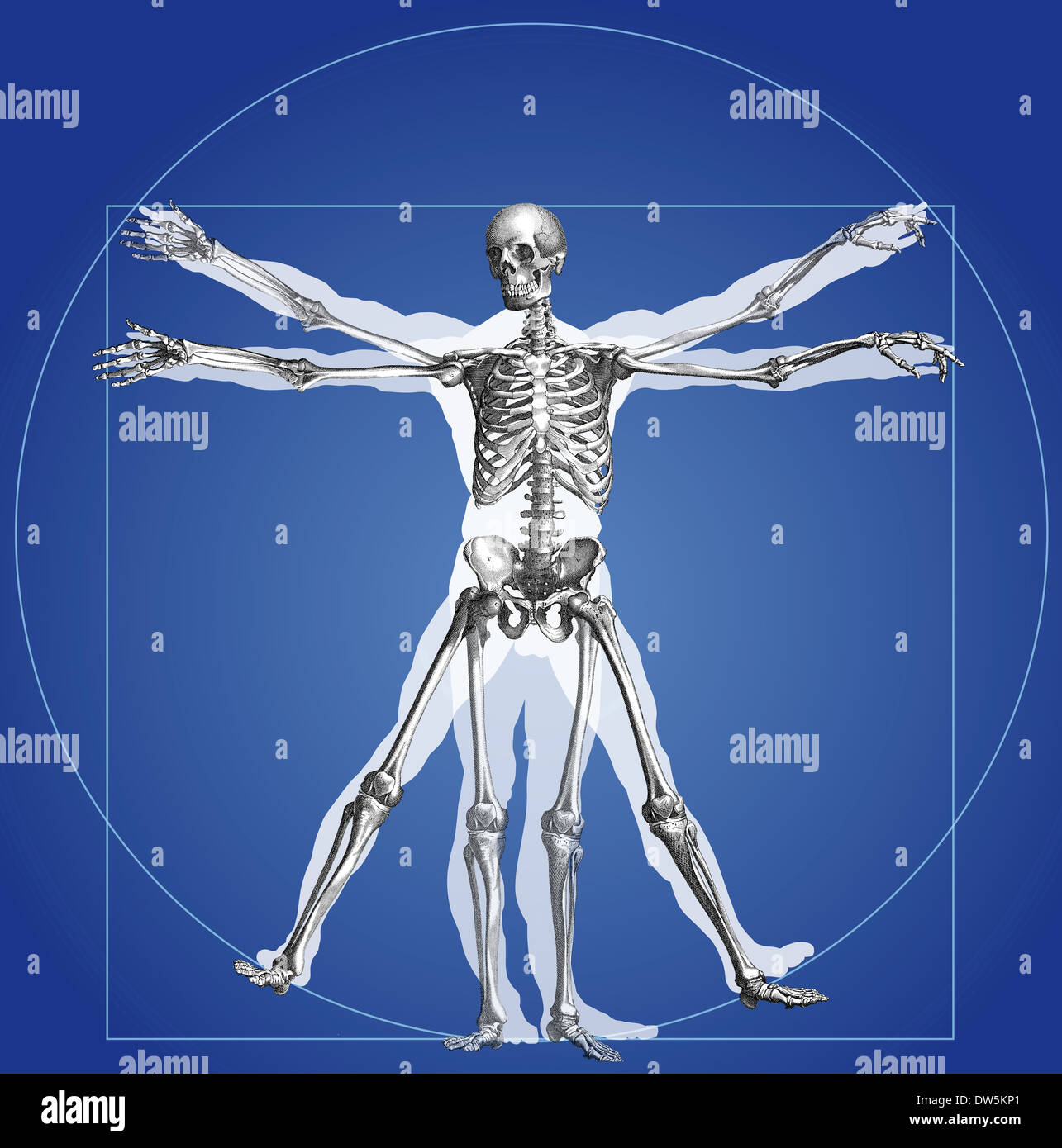 Homme de Vitruve Banque D'Images
