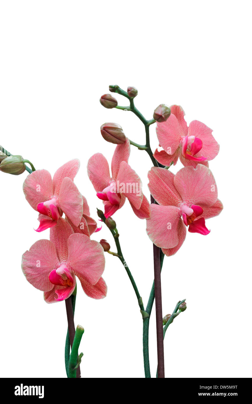 Orchidée de couleur dans un jardin botanique Banque D'Images