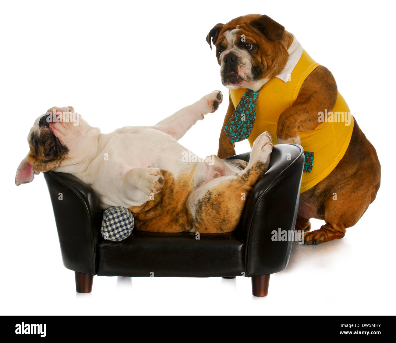 Chien - bulldog Anglais l'article essaie de service d'un autre portant sur la table Banque D'Images