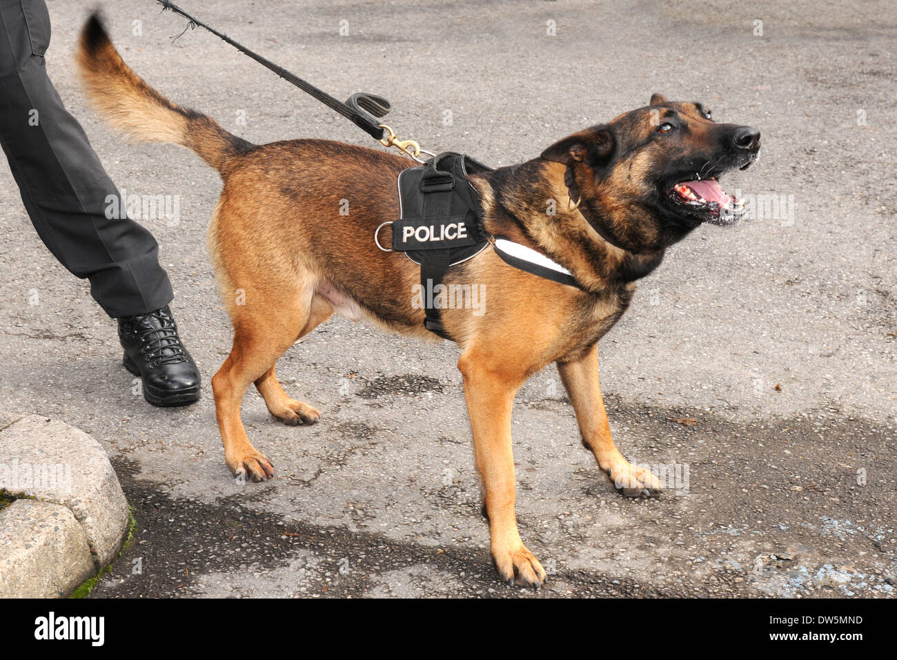 Un chien policier montre l'entreprise Fin de ses dents alors qu'il se jette pour une bouchée Banque D'Images