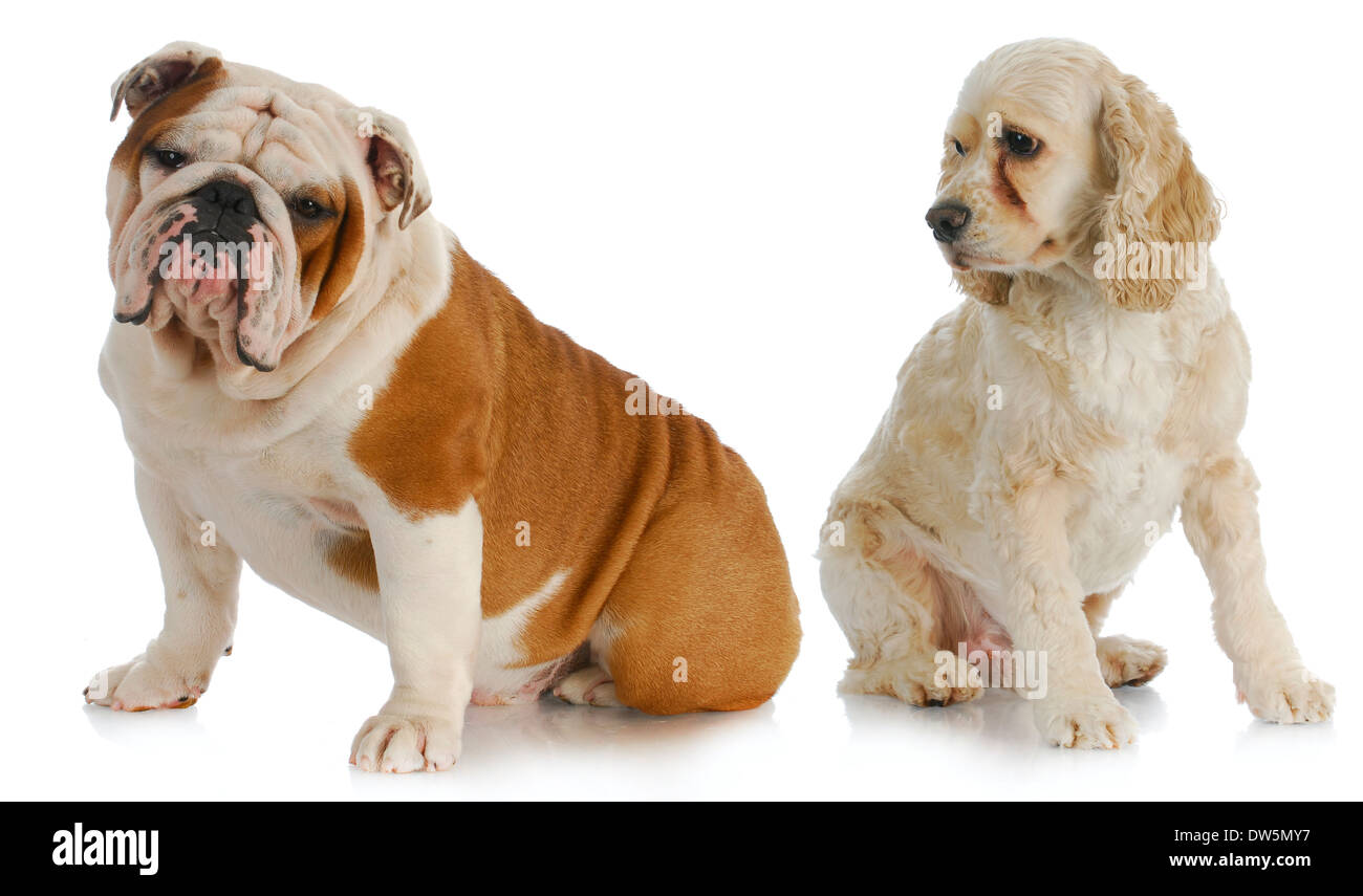 Deux chiens - Cocker américain de recherche bulldog Anglais sur fond blanc Banque D'Images