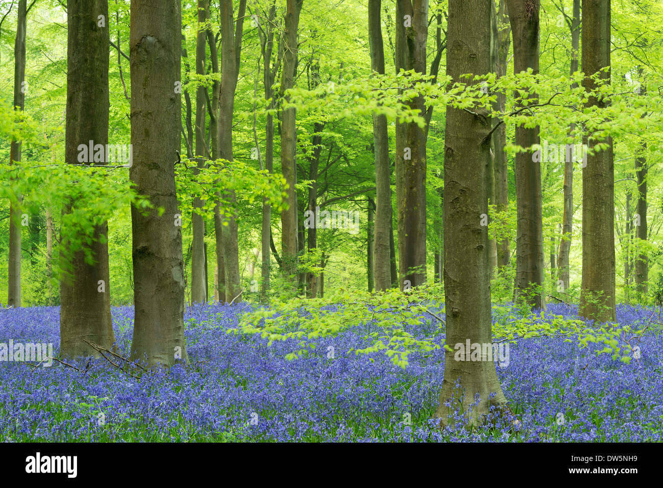 Jacinthes et hêtres à West Woods, Wiltshire, Angleterre. Printemps (mai) 2013. Banque D'Images