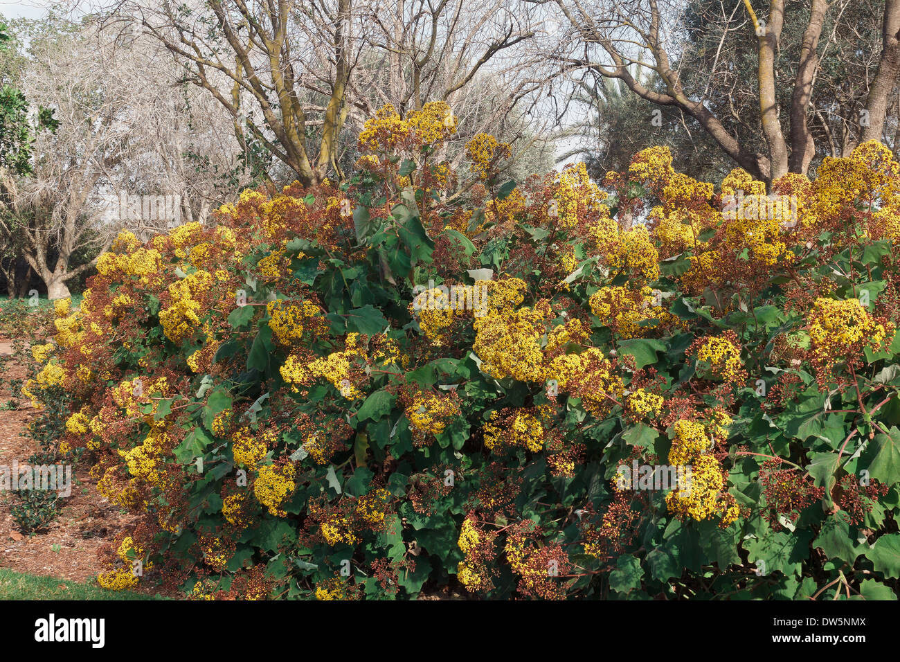 Arbuste à fleurs jaunes Banque de photographies et d’images à haute