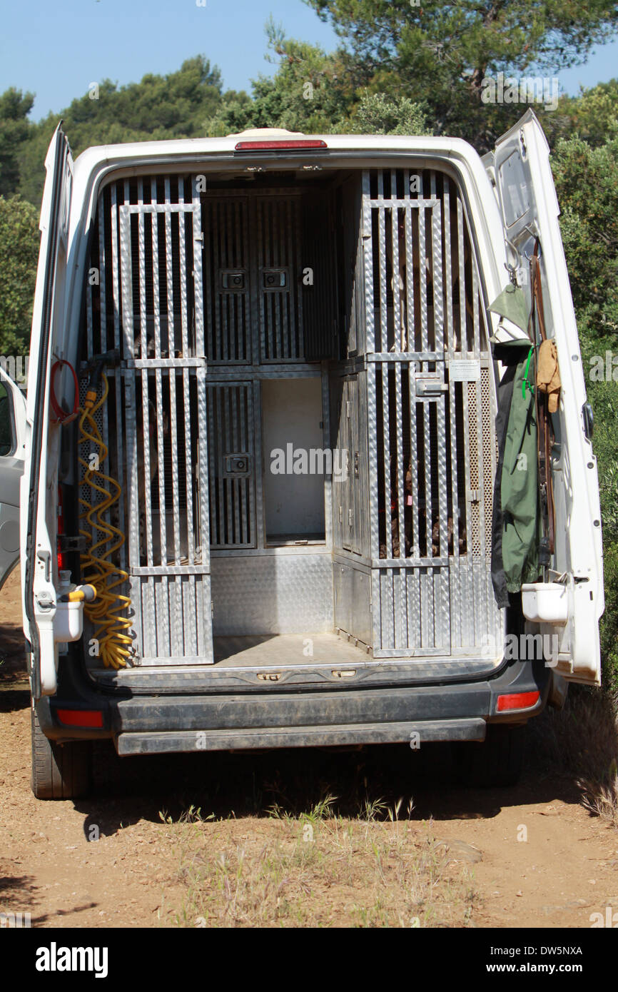 Chien Braque Allemand / plusieurs chiens adultes en voyage de chasse dans une cage dans le coffre de la voiture Banque D'Images