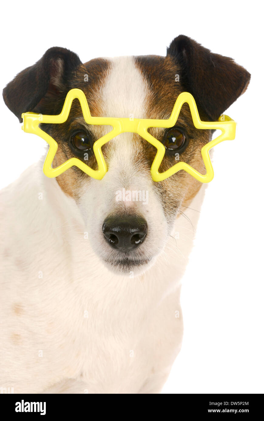 Célèbre chien - Jack Russel terrier portant des lunettes en forme d'étoile jaune sur fond blanc Banque D'Images