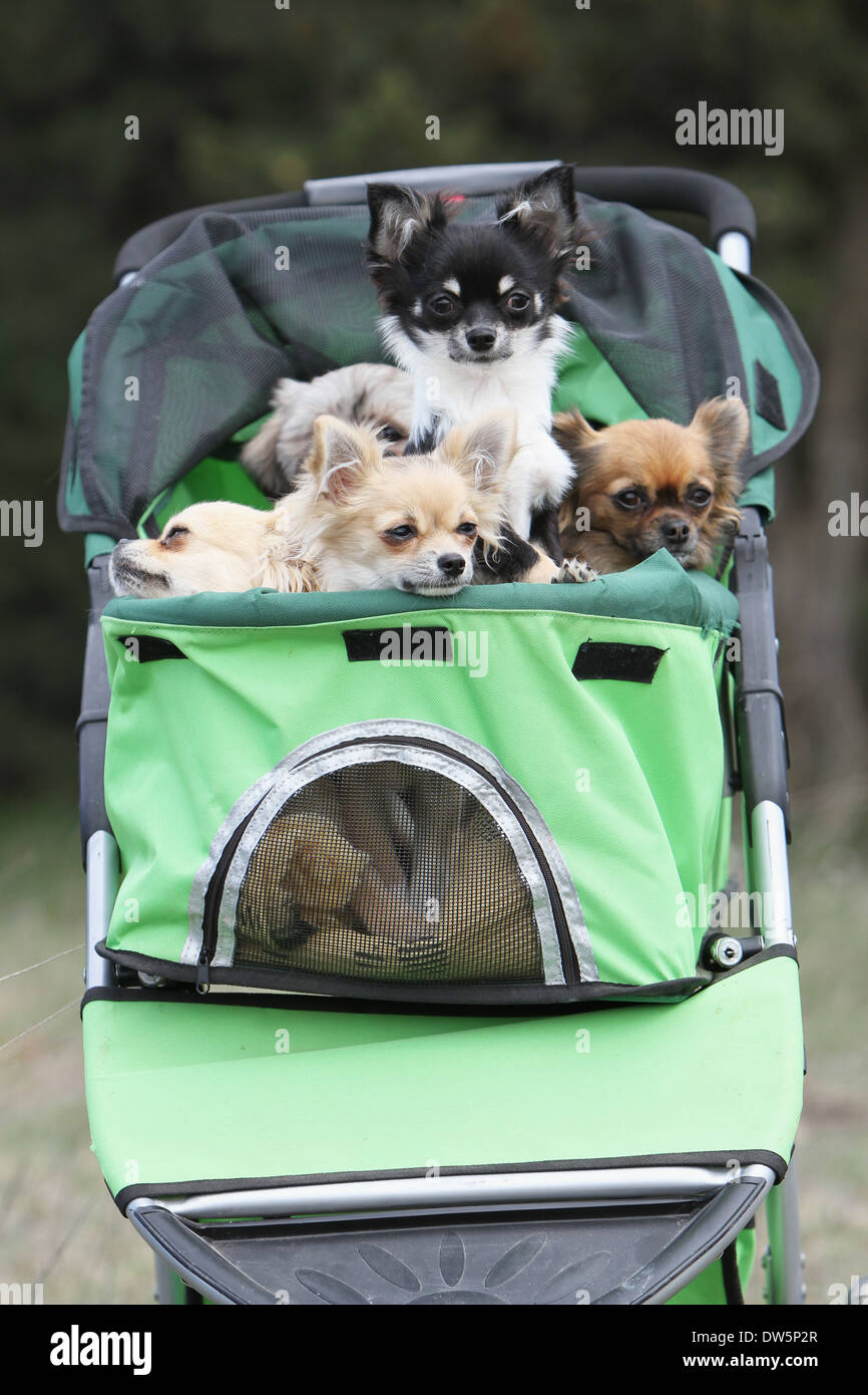 Chien Chihuahua / plusieurs adultes dans une poussette pour chien Banque D'Images